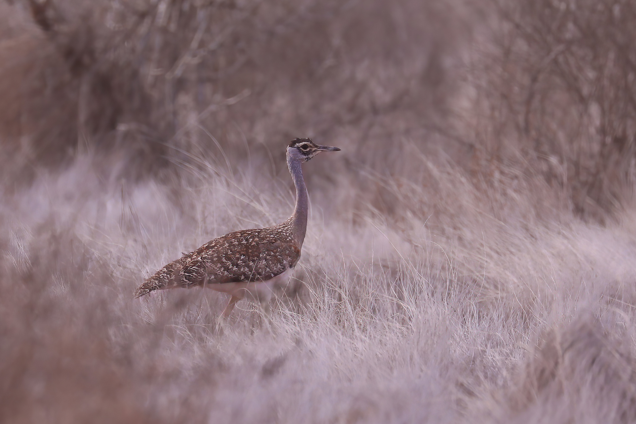 Heuglin's Bustard (Neotis heuglinii), photo 1