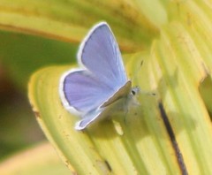 Celastrina echo