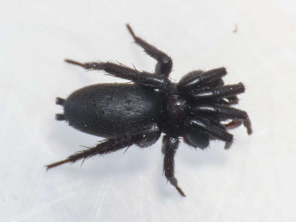 Zelotes oblongus