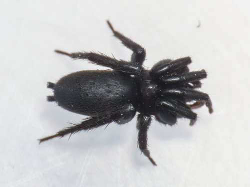 Zelotes oblongus