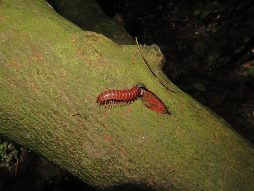Chelodesmini
