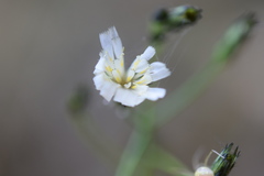 Rafinesquia californica