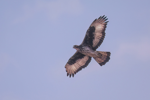 African Hawk-Eagle