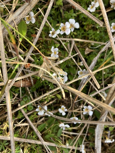 Euphrasia disperma observed 2025-01-31