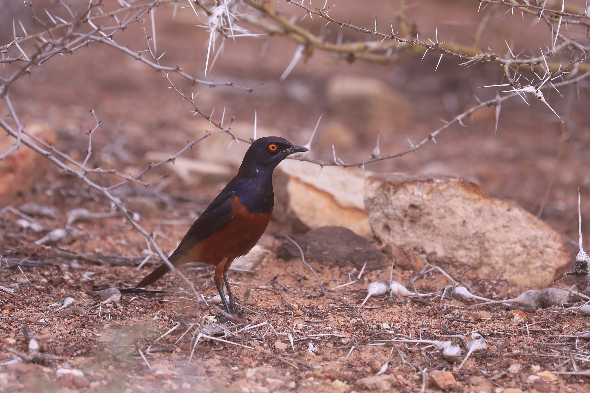 Shelley's Starling (Lamprotornis shelleyi), photo 1