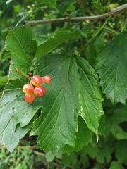 Viburnum opulus