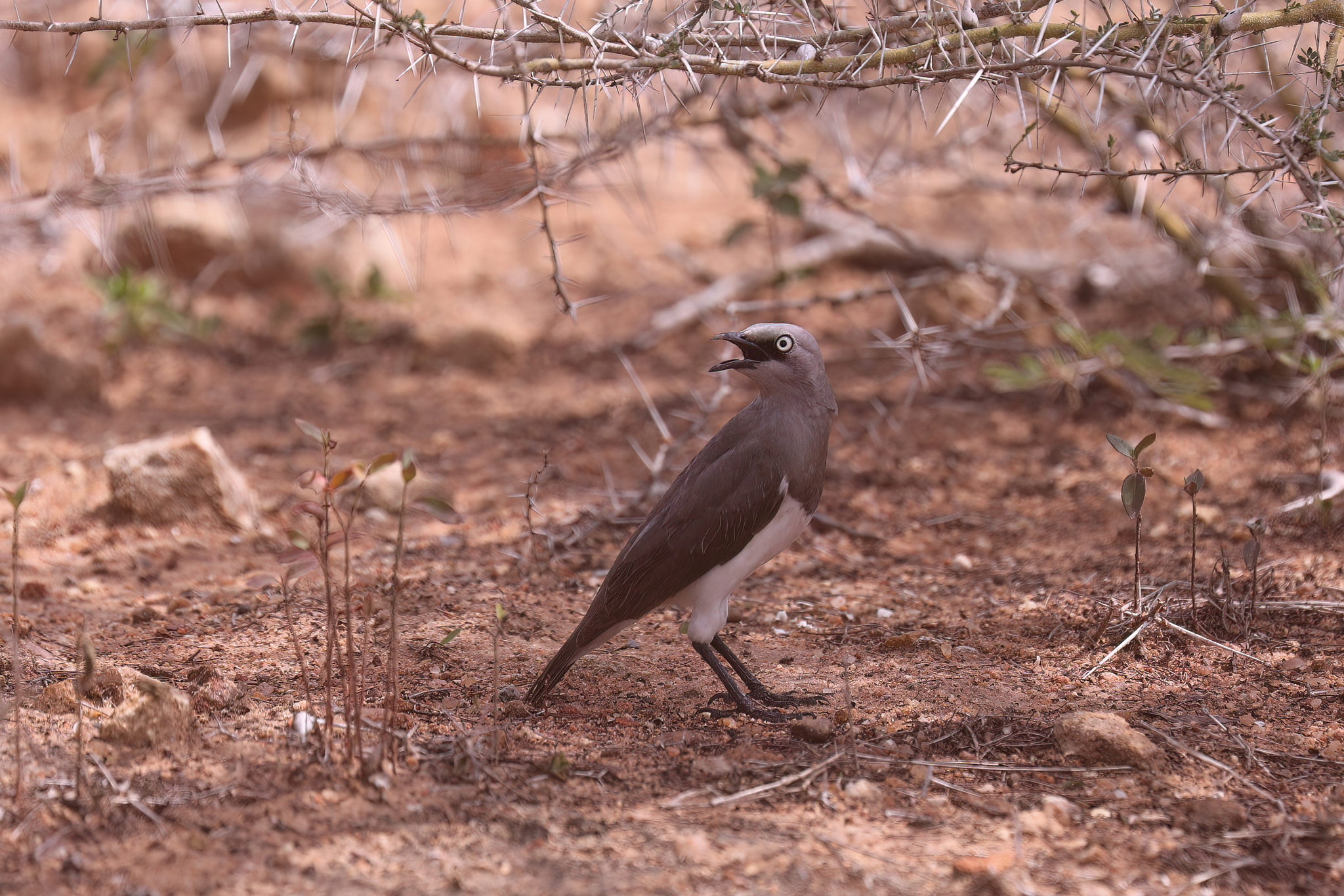 Fischer's Starling (Lamprotornis fischeri), photo 10