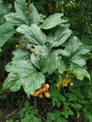 Viburnum opulus