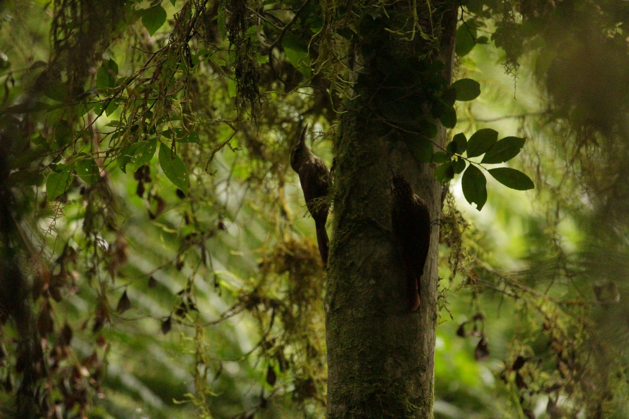 Scalloped Woodcreeper (Lepidocolaptes falcinellus), photo 10
