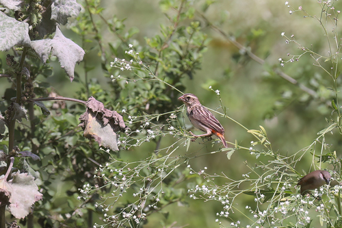 Zanzibar Red Bishop (Euplectes nigroventris), photo 7