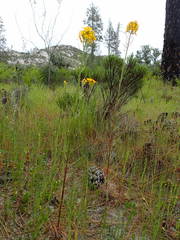 Erysimum teretifolium