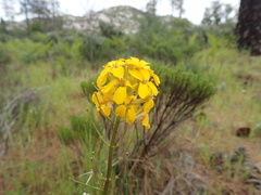 Erysimum teretifolium