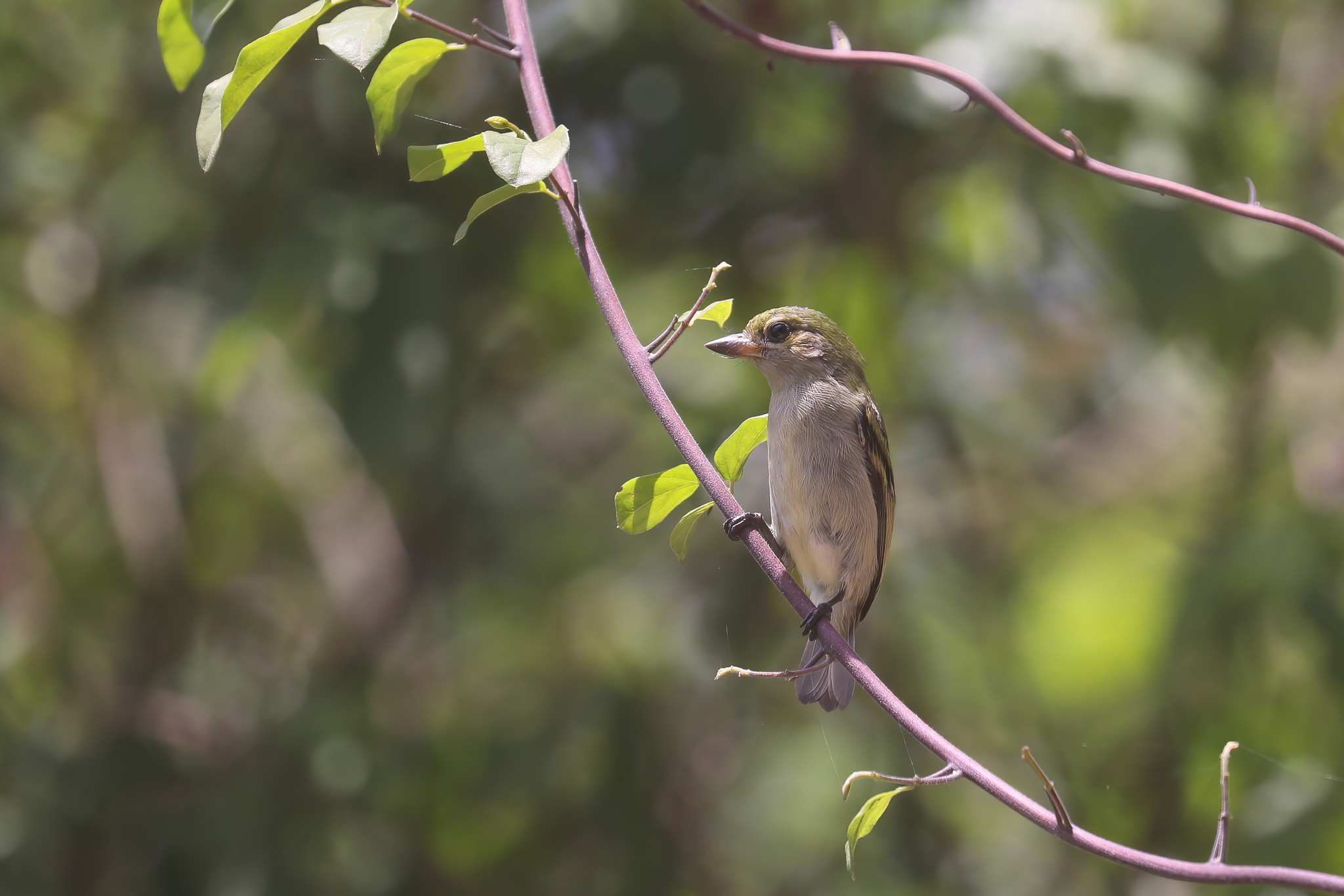 Green Tinkerbird (Pogoniulus simplex), photo 1