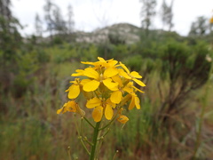 Erysimum teretifolium