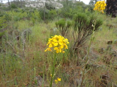 Erysimum teretifolium
