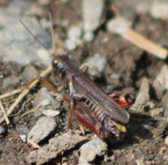 Melanoplus sanguinipes