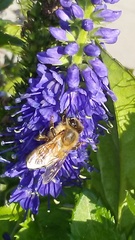 Apis mellifera