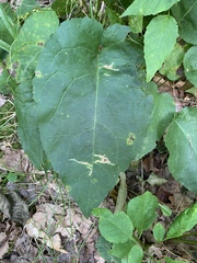 Scrobipalpula manierreorum