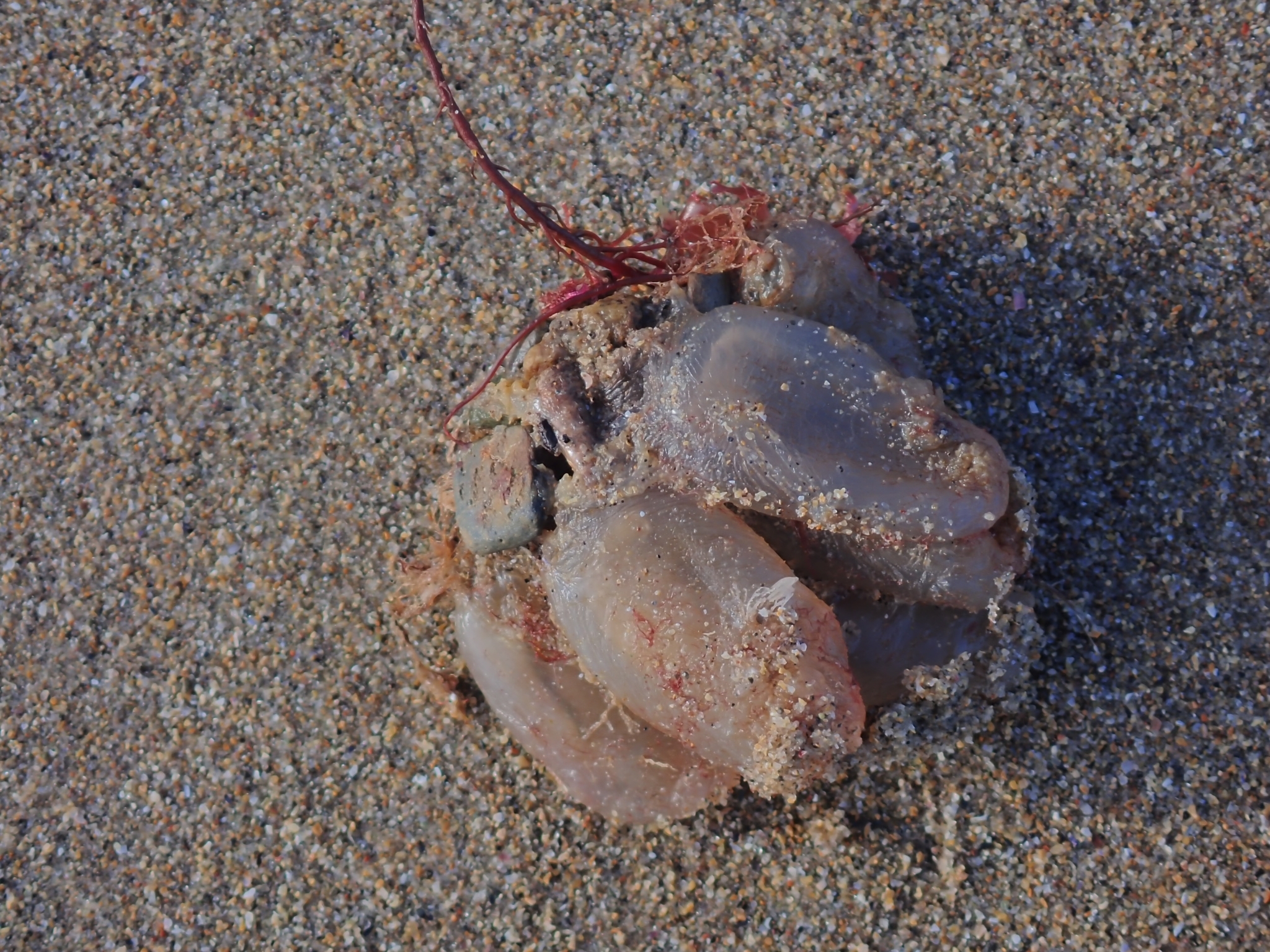 Ascidiella aspersa (Müller, 1776)