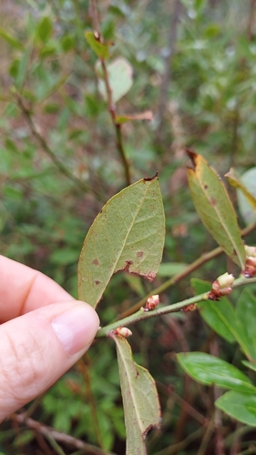 Image of Vaccinium fuscatum by (c) Athena Philips, some rights reserved (CC BY)