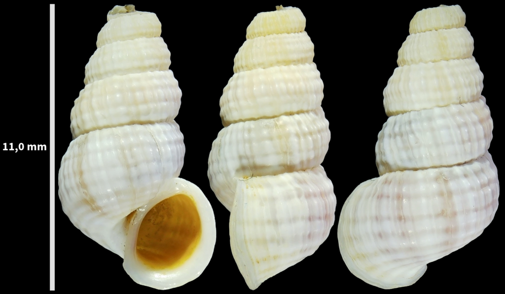 Tudora rupis