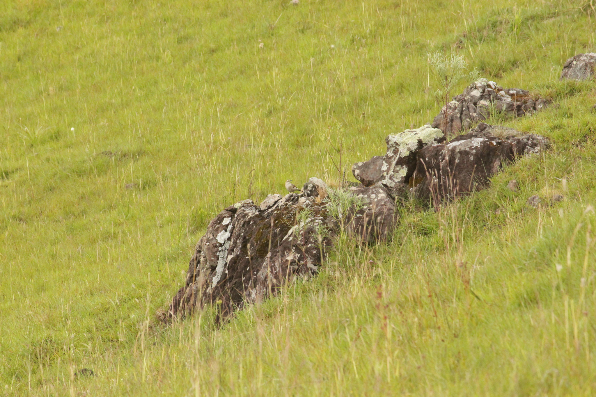 Long-tailed Cinclodes (Cinclodes pabsti), photo 5