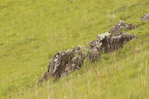 Long-tailed Cinclodes (Cinclodes pabsti), photo 6