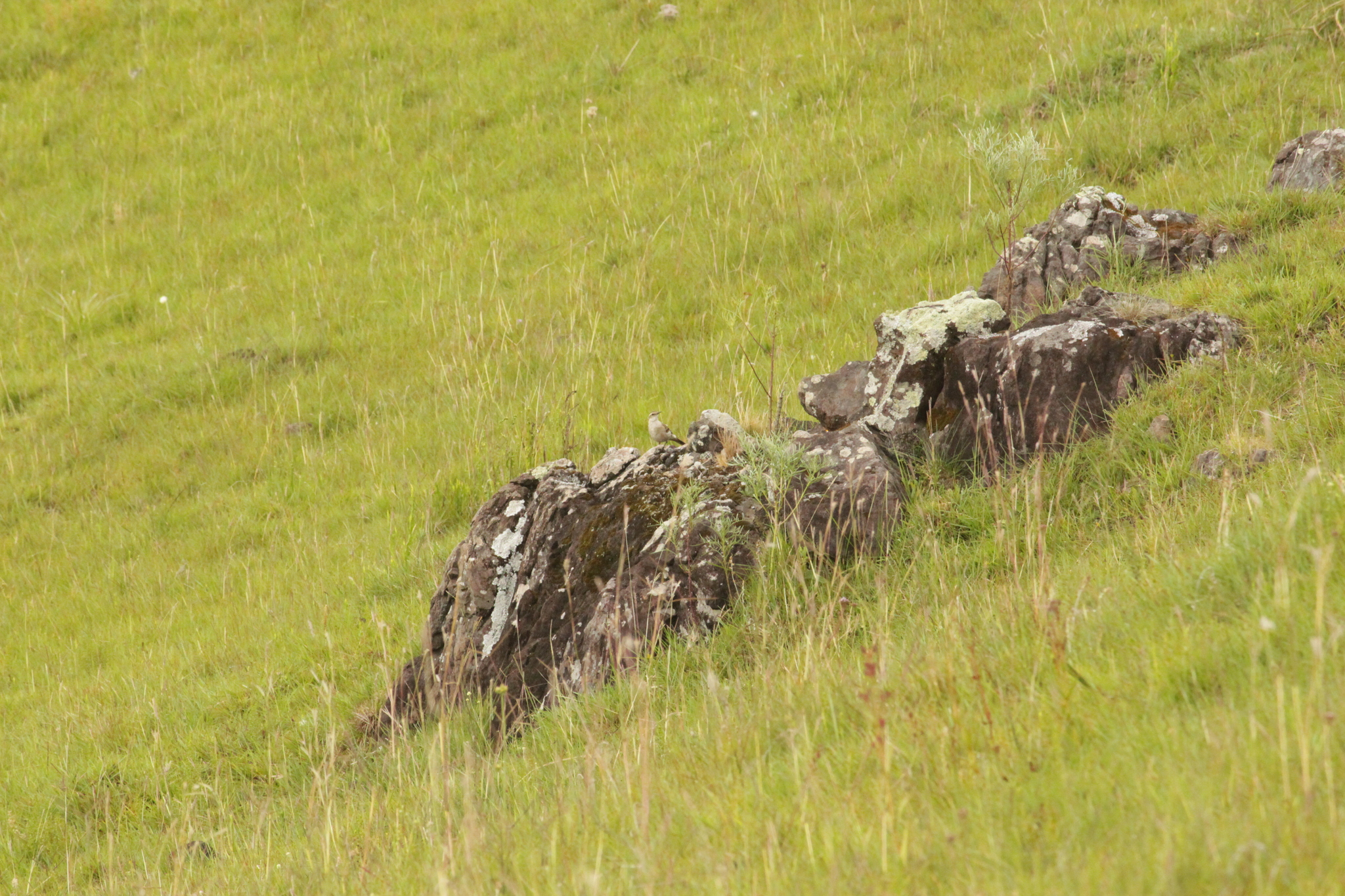 Long-tailed Cinclodes (Cinclodes pabsti), photo 6