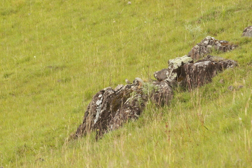 Long-tailed Cinclodes (Cinclodes pabsti), photo 7