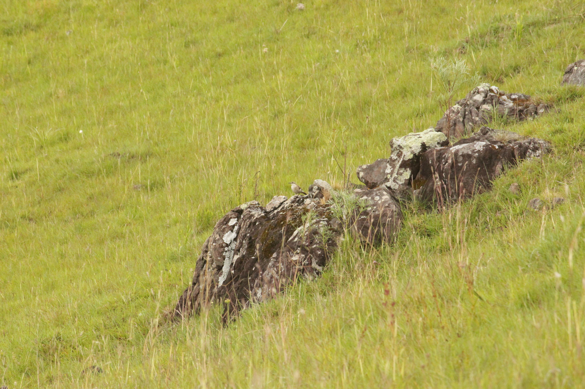 Long-tailed Cinclodes (Cinclodes pabsti), photo 7