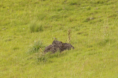 Long-tailed Cinclodes (Cinclodes pabsti), photo 9