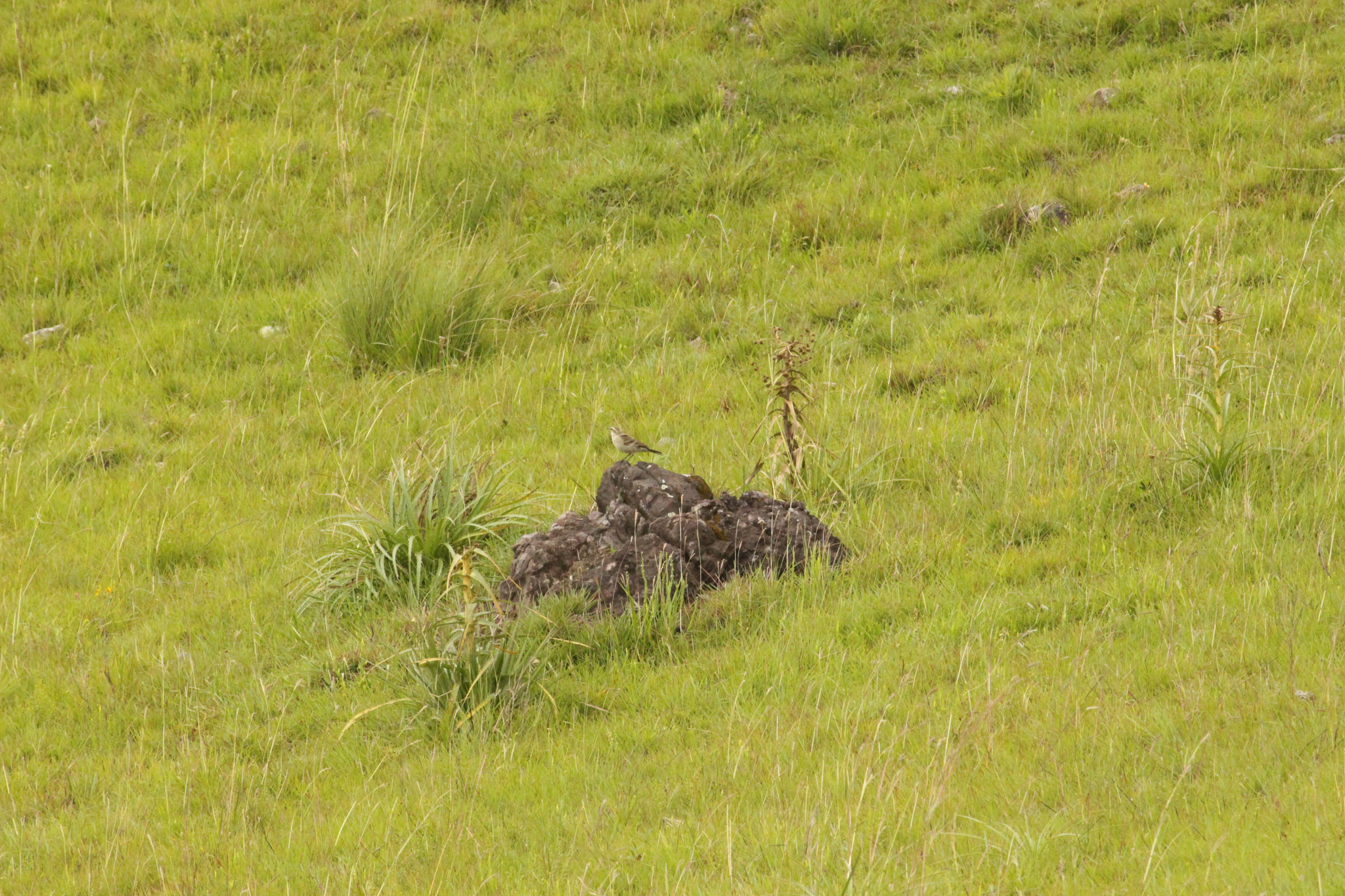 Long-tailed Cinclodes (Cinclodes pabsti), photo 9