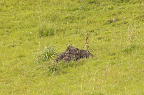Long-tailed Cinclodes (Cinclodes pabsti), photo 10