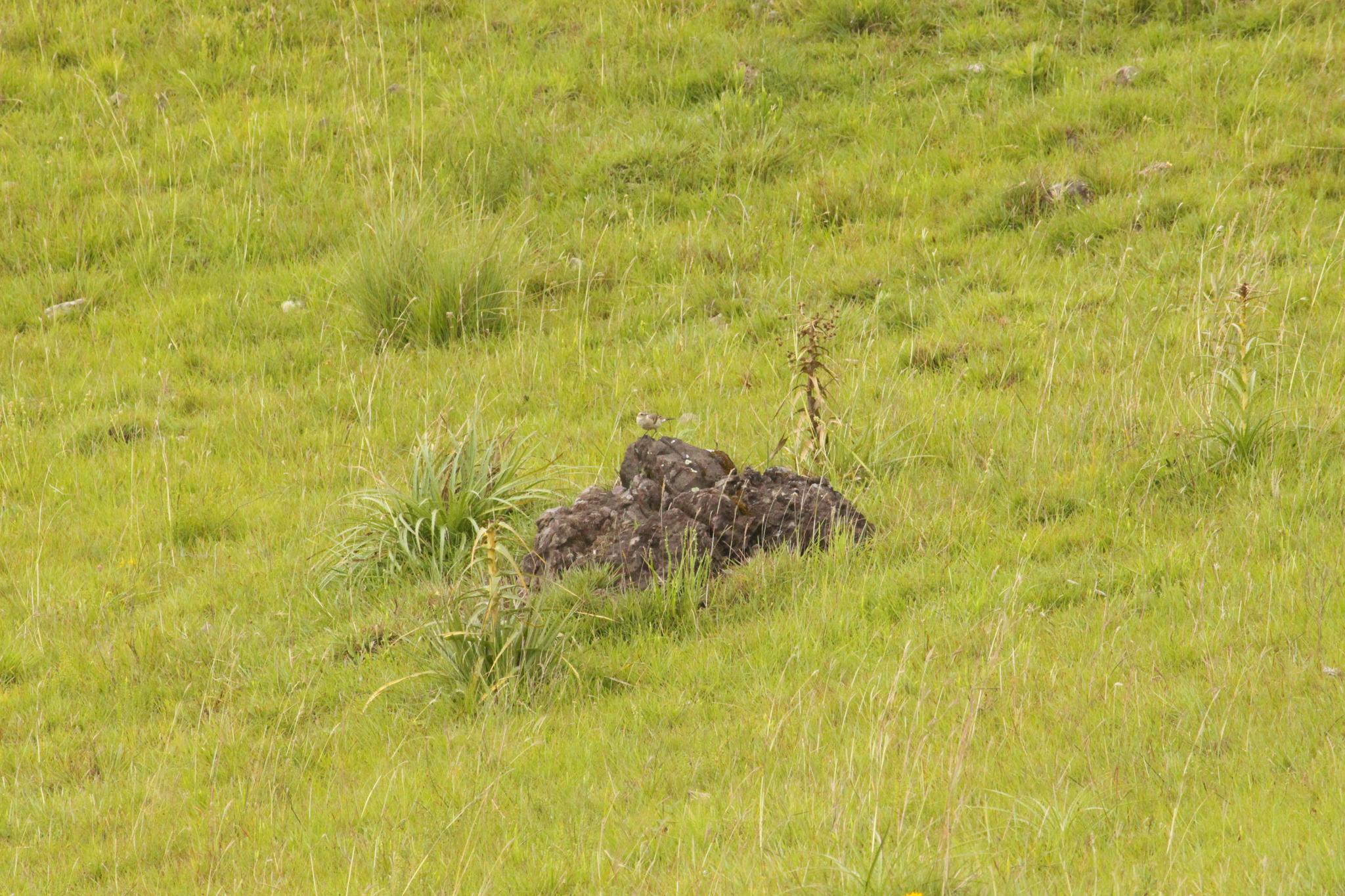Long-tailed Cinclodes (Cinclodes pabsti), photo 10