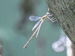 Lestes rectangularis