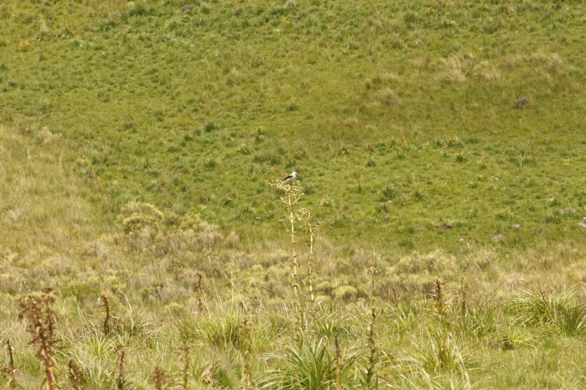 Black-and-white Monjita (Heteroxolmis dominicana), photo 5