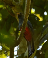 Trogon melanurus