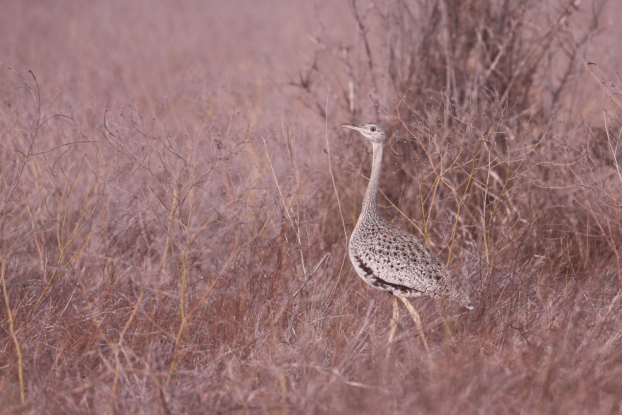 Hartlaub's Bustard (Lissotis hartlaubii), photo 4