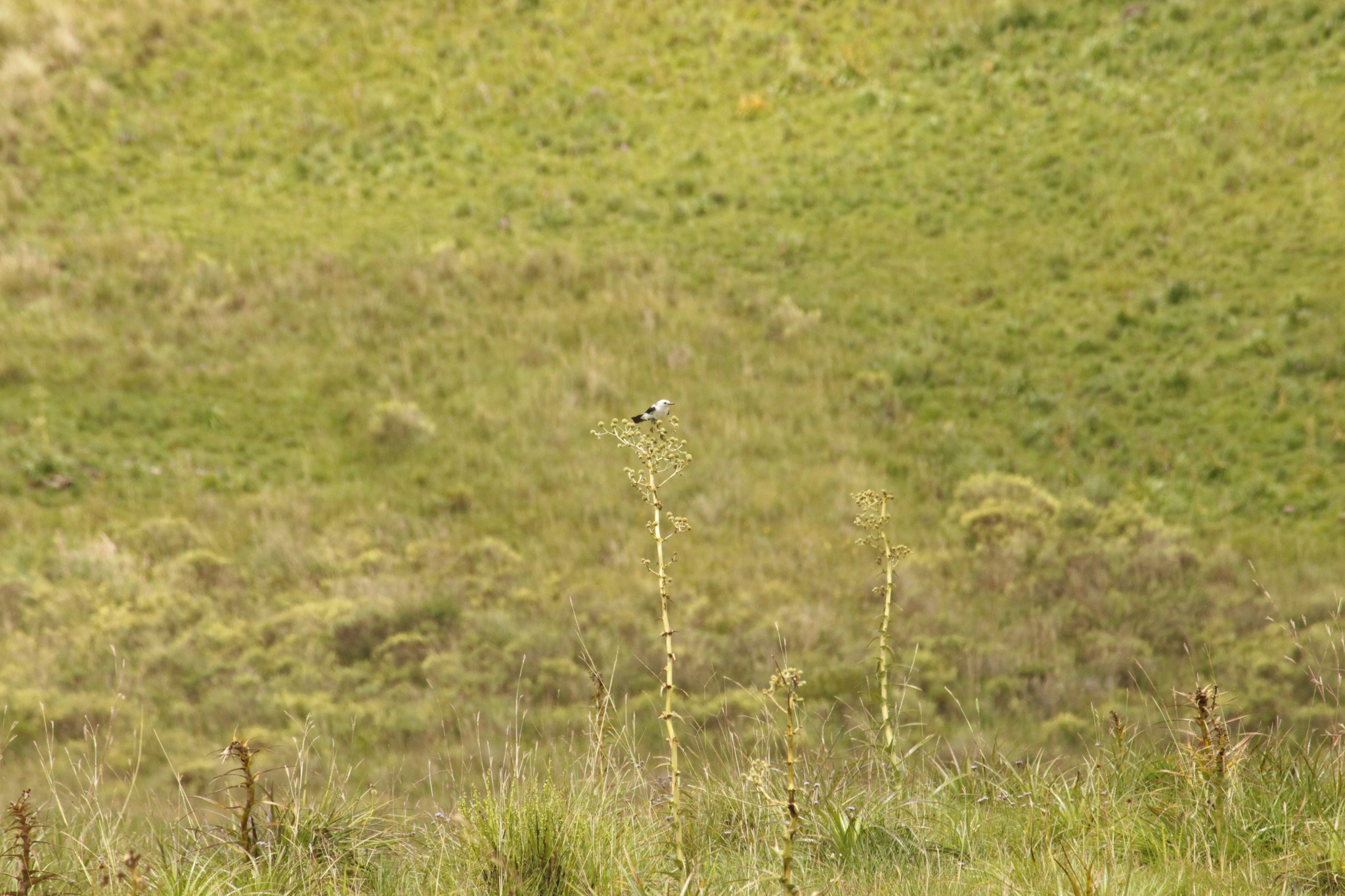 Black-and-white Monjita (Heteroxolmis dominicana), photo 10