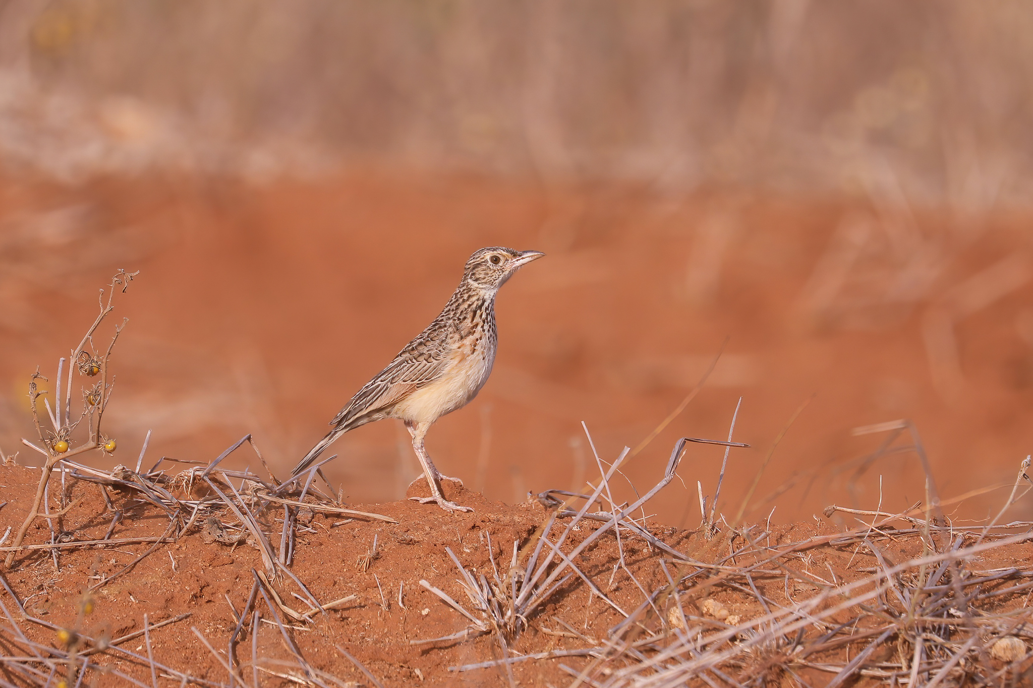 Red-winged Lark illustration