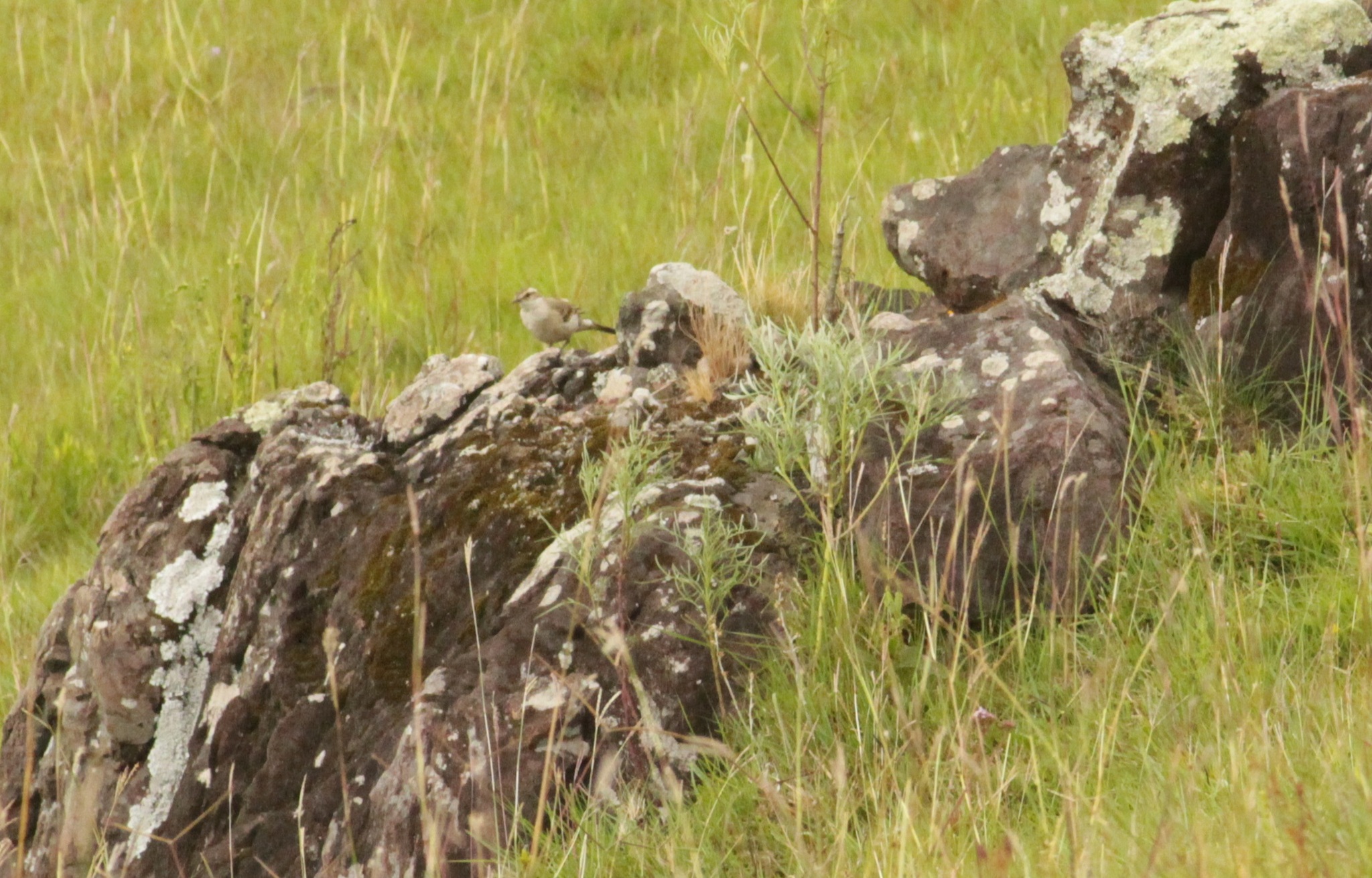 Long-tailed Cinclodes (Cinclodes pabsti), photo 3