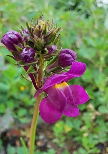 Image of Linaria maroccana by (c) David Pereira, some rights reserved (CC BY)