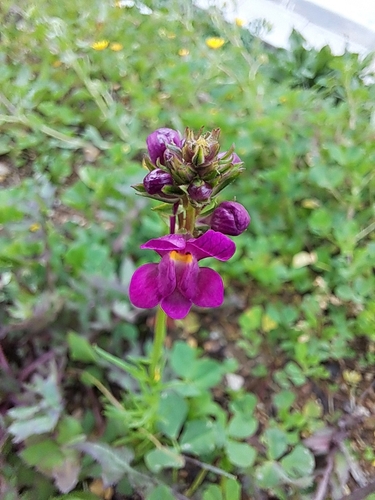 Image of Annual Linaria by (c) David Pereira, some rights reserved (CC BY)