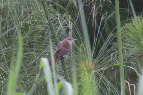 Greater Swamp Warbler (Acrocephalus rufescens), photo 8