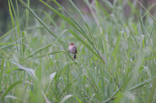 Carruthers's Cisticola (Cisticola carruthersi), photo 4