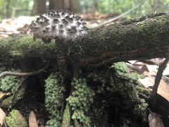 Strobilomyces strobilaceus image