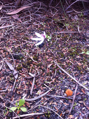 Caladenia saccharata