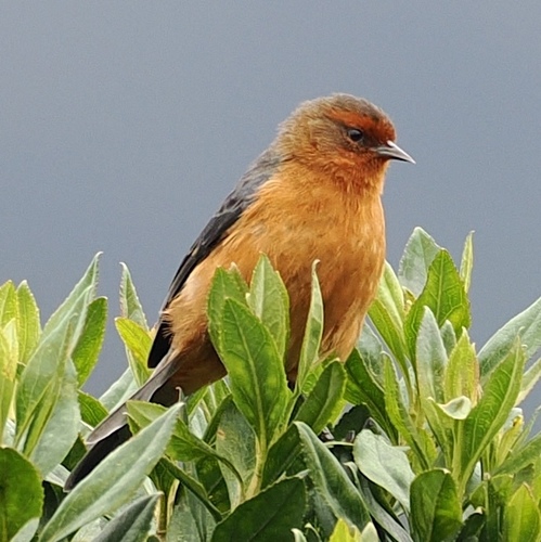 Rufous-browed Conebill (Conirostrum rufum), photo 4