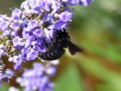 Xylocopa