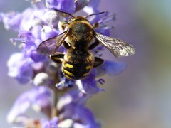 Anthidium